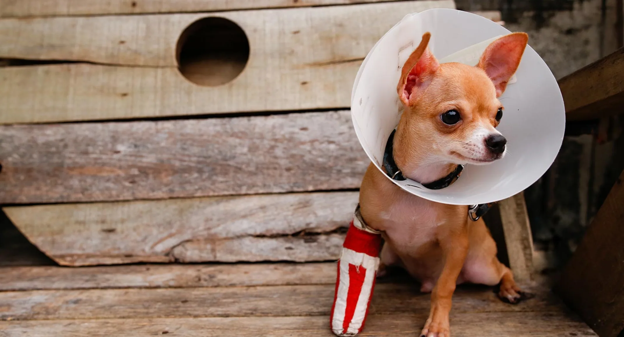 A dog with a cast and cone 